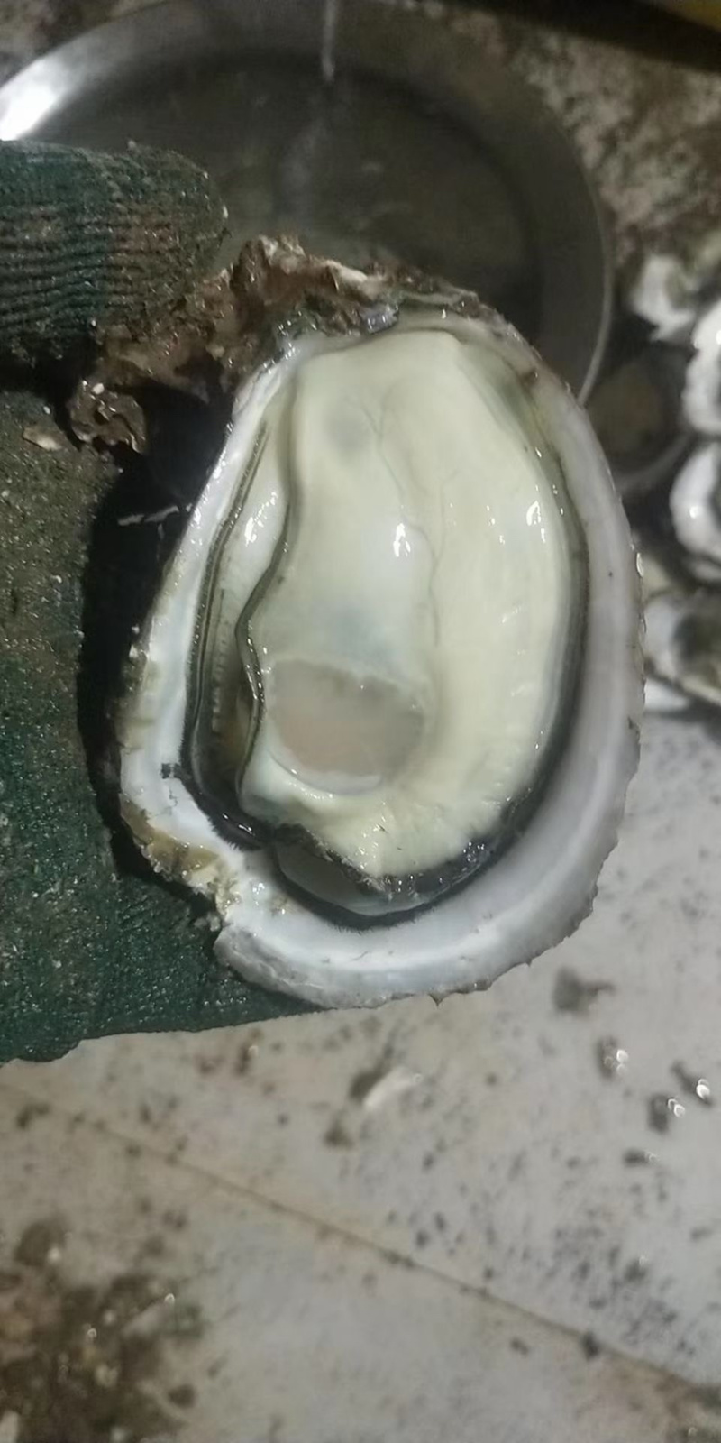 生蚝台山蚝汫洲蚝福建蚝湛江蚝批发带壳生蚝