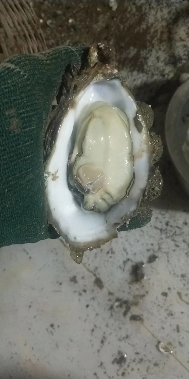 生蚝台山蚝汫洲蚝福建蚝湛江蚝批发带壳生蚝