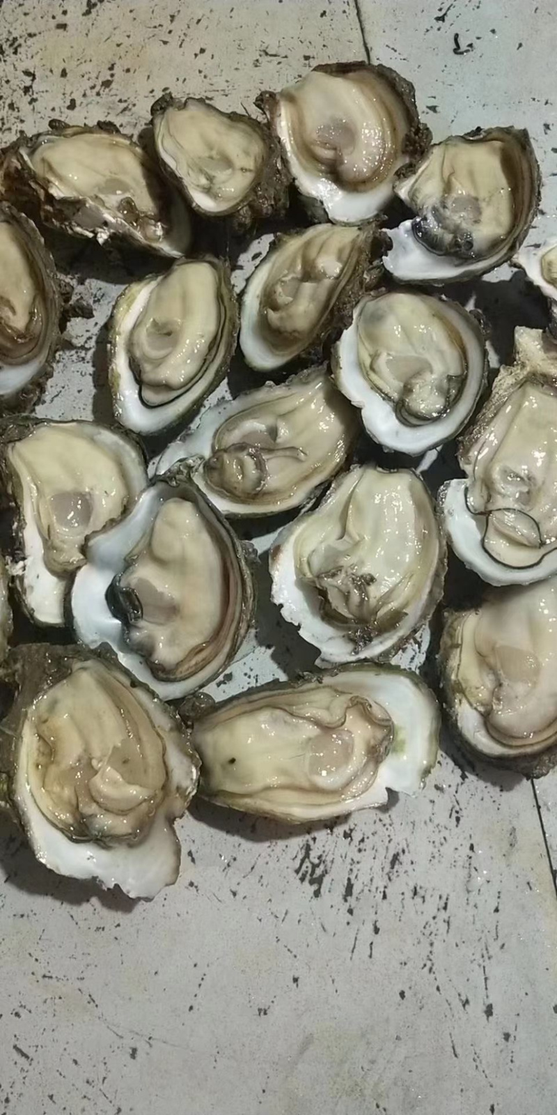 生蚝台山蚝汫洲蚝福建蚝湛江蚝批发带壳生蚝