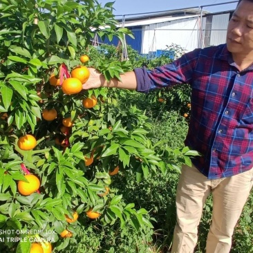 红美人(爱媛28)苗品种纯正包邮免费枝术支持