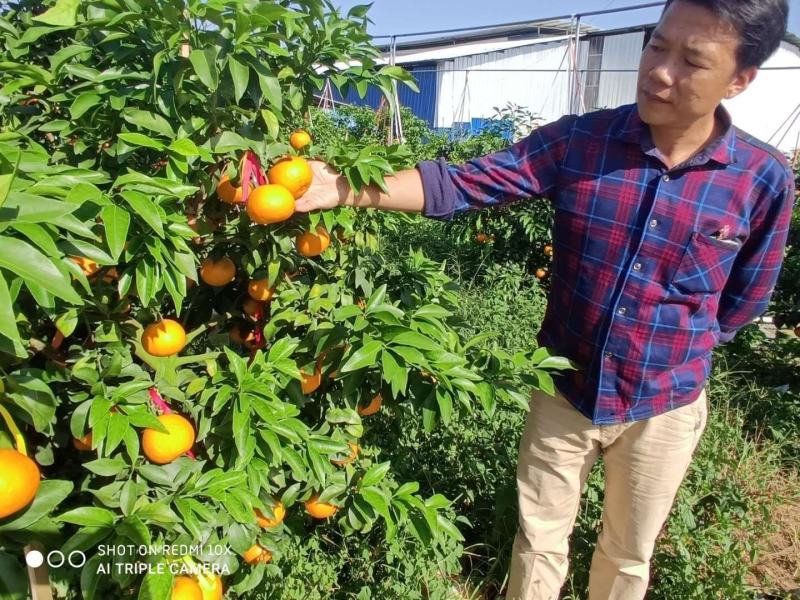 红美人（爱媛28）苗品种纯正包邮免费枝术支持