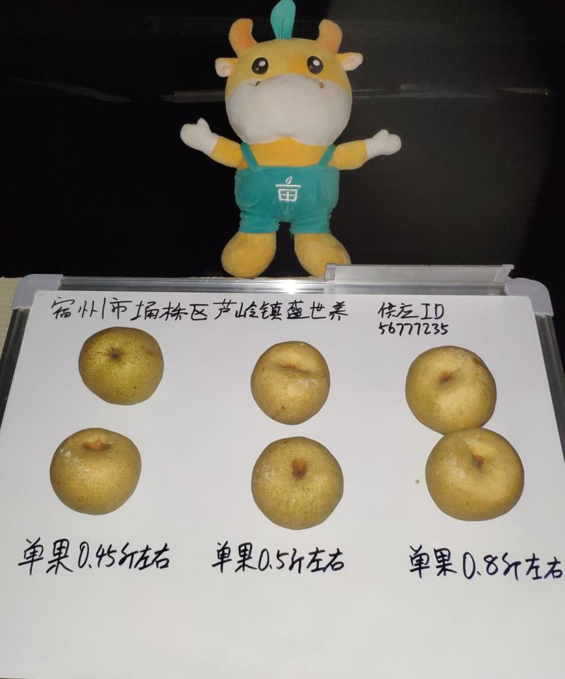 安徽酥梨品种正宗日供万吨一手货源走批发市场商超