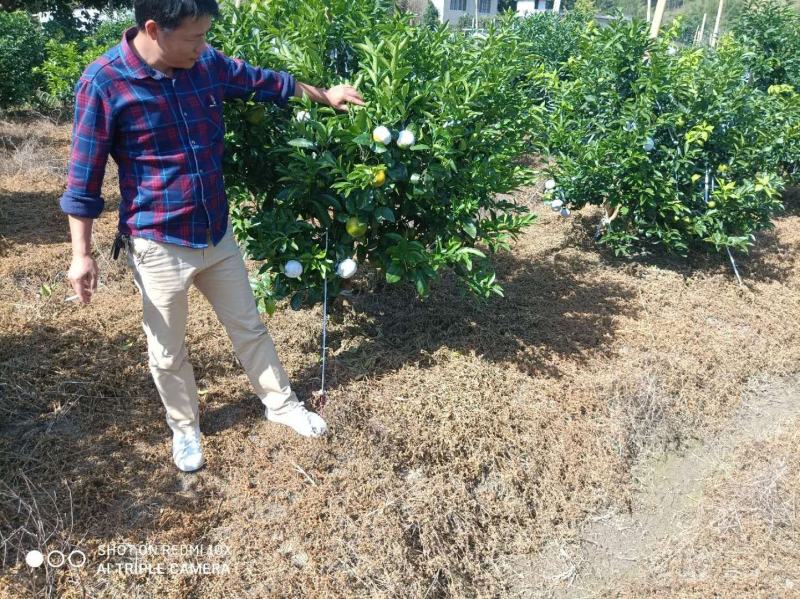 091无核沃柑一级苗百株包邮正品保障（免费技术支持）