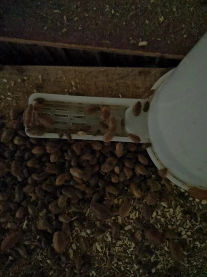 正品金边土元（金边土鳖）种虫可上门提货观察养殖场地