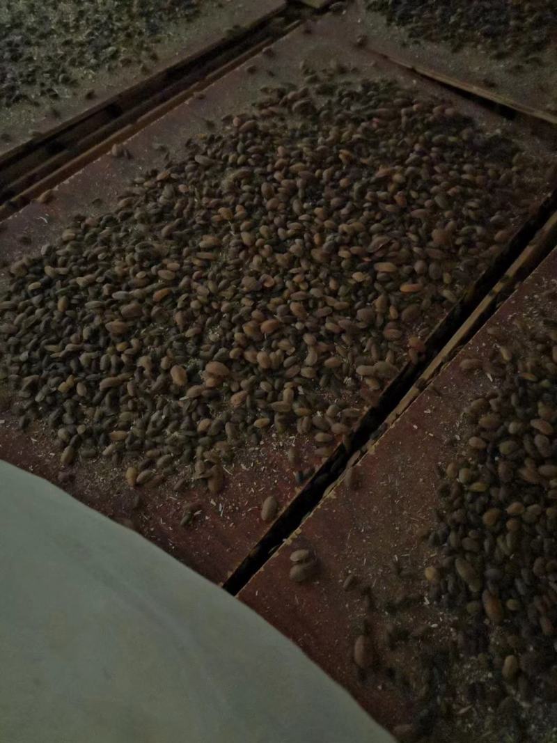 正品金边土元（金边土鳖）种虫可上门提货观察养殖场地