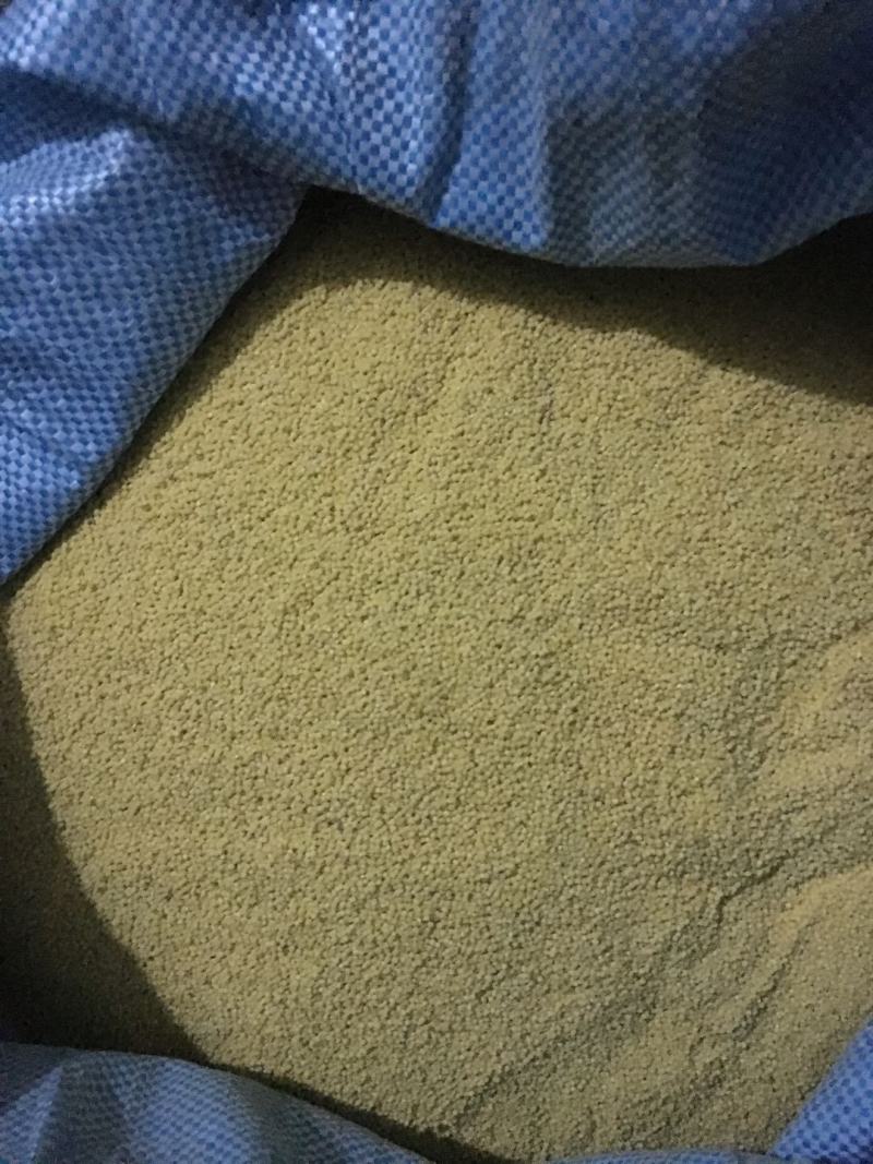 小米，洛阳邙山，春季小米