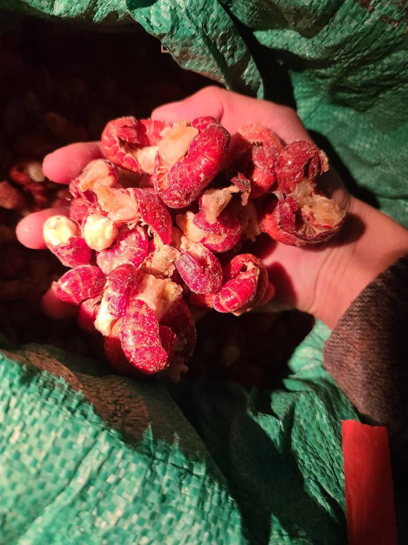 厂家一级二级特级虾尾价格美丽需要的联系