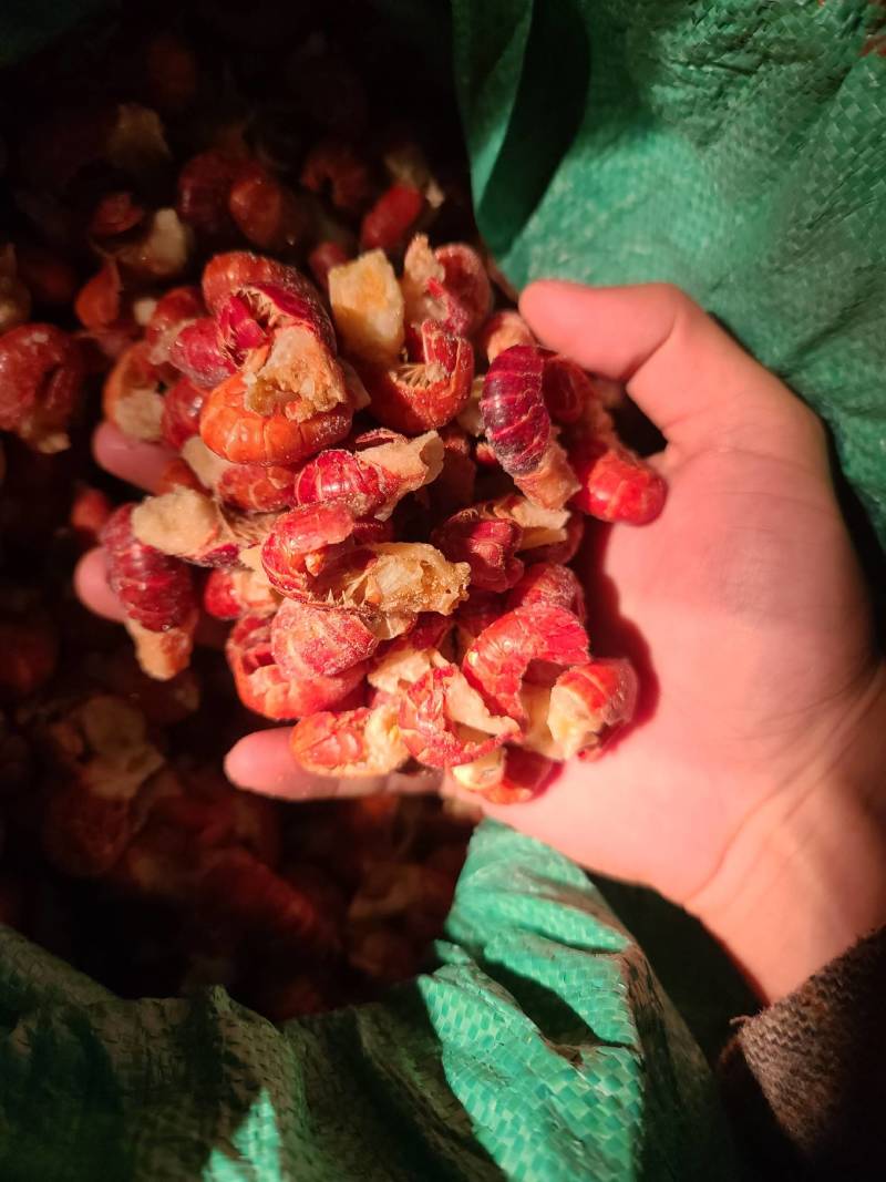 厂家一级二级特级虾尾价格美丽需要的联系