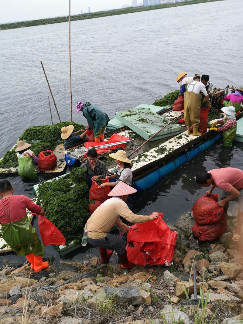 季节性自产自销烘干海苔