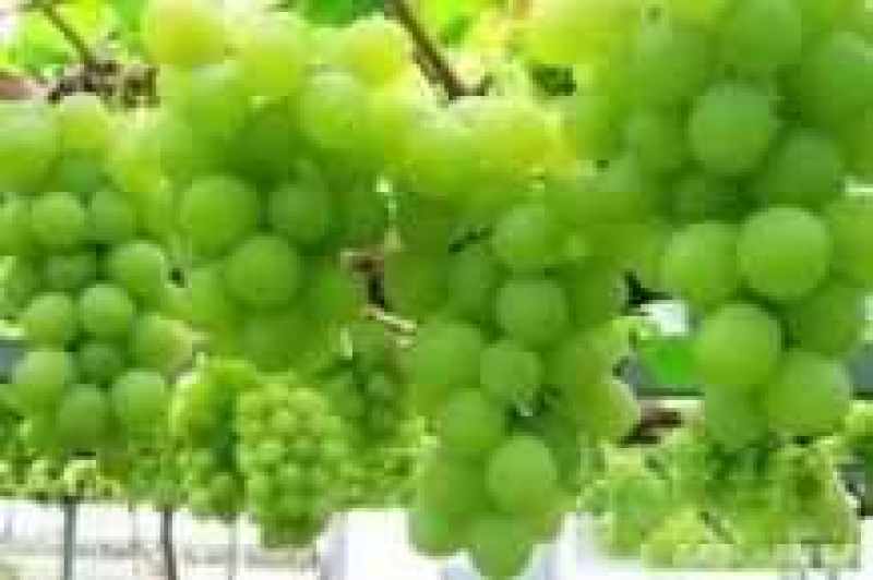 新品种葡萄树苗价格阳光玫瑰妮娜皇后克瑞森葡萄树