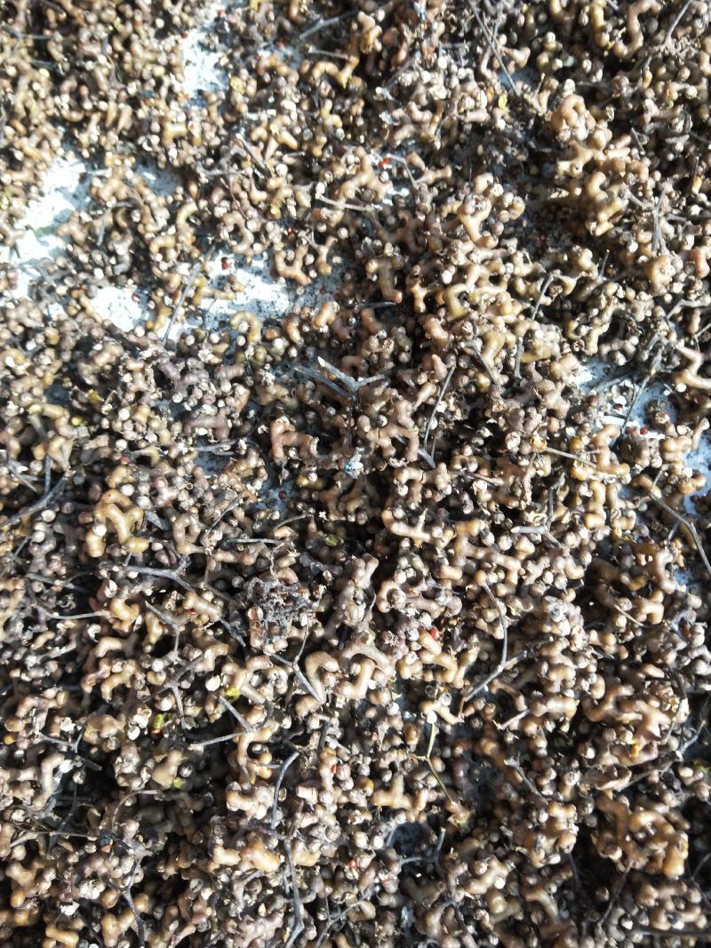 甜拐枣，霜降后采摘的拐枣！