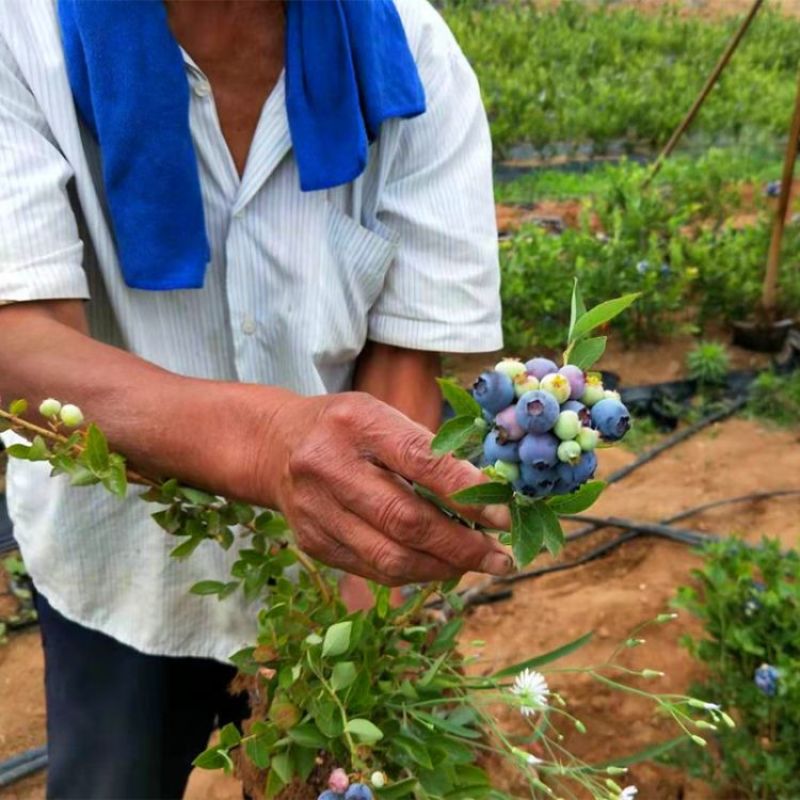 奥尼尔蓝莓树苗薄雾蓝莓树苗1至6年蓝莓树苗