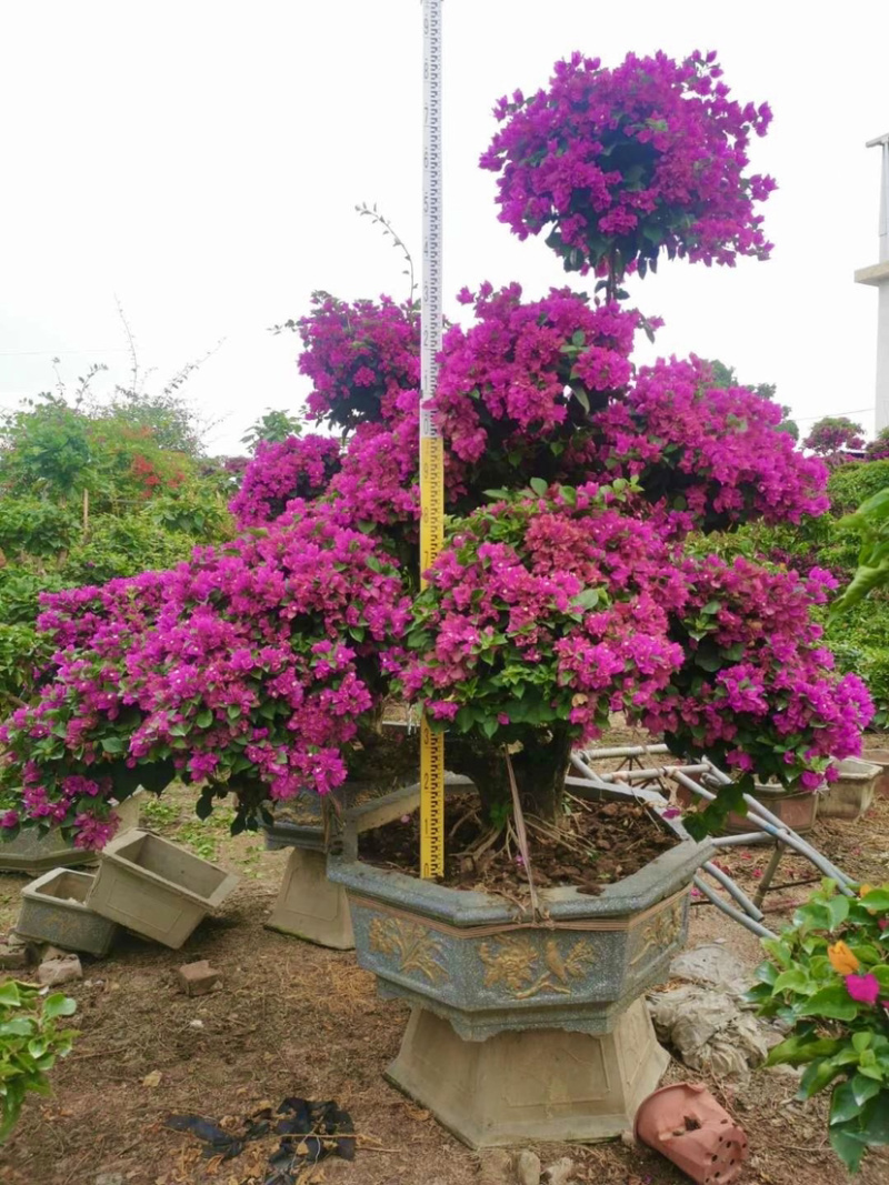 精品造型三角梅多色三角梅三角梅盆景红花三角梅基地