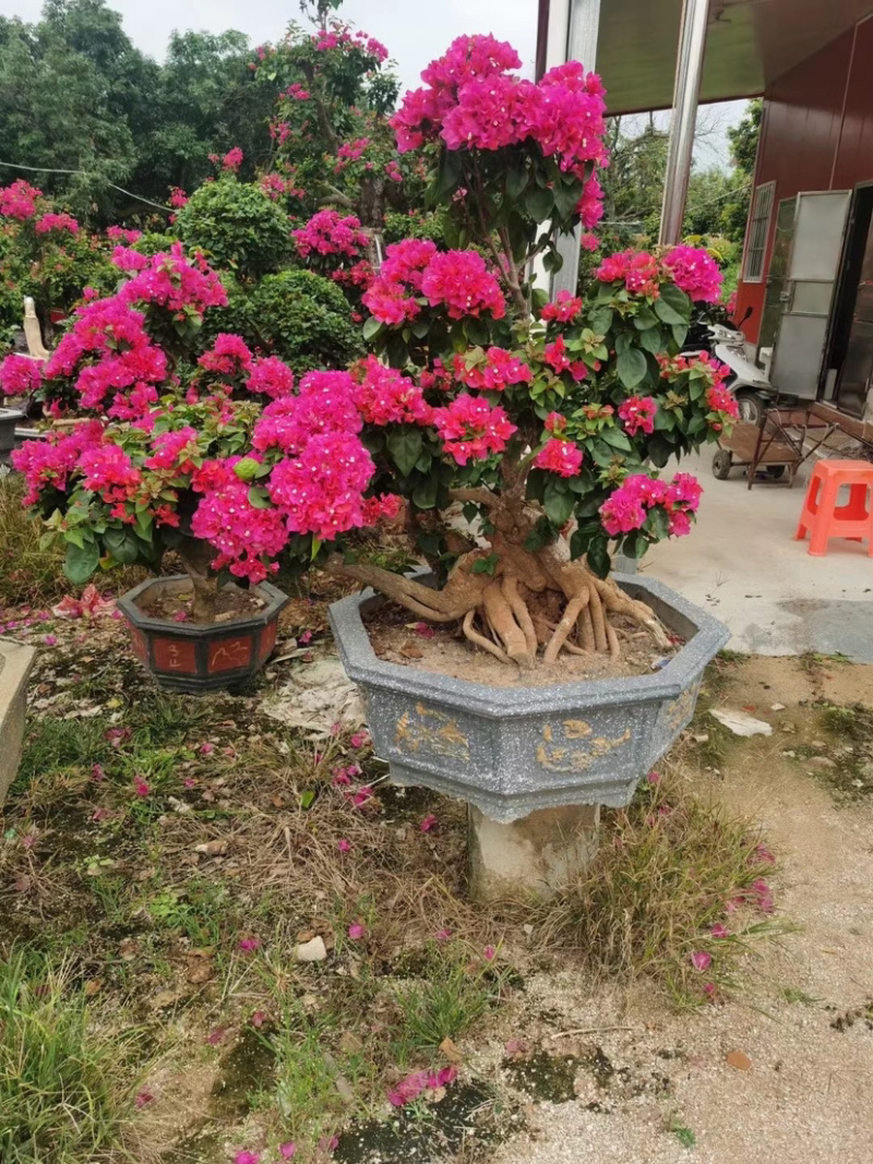 精品造型三角梅多色三角梅三角梅盆景红花三角梅基地