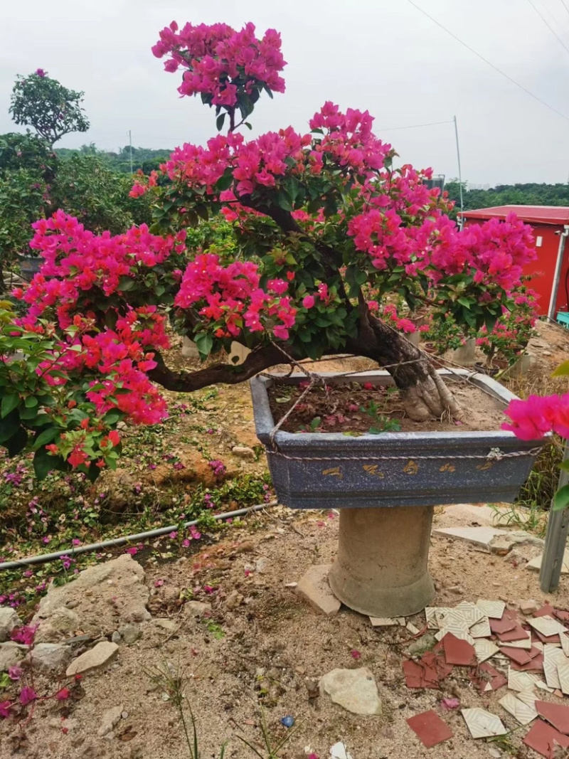 精品造型三角梅多色三角梅三角梅盆景红花三角梅基地