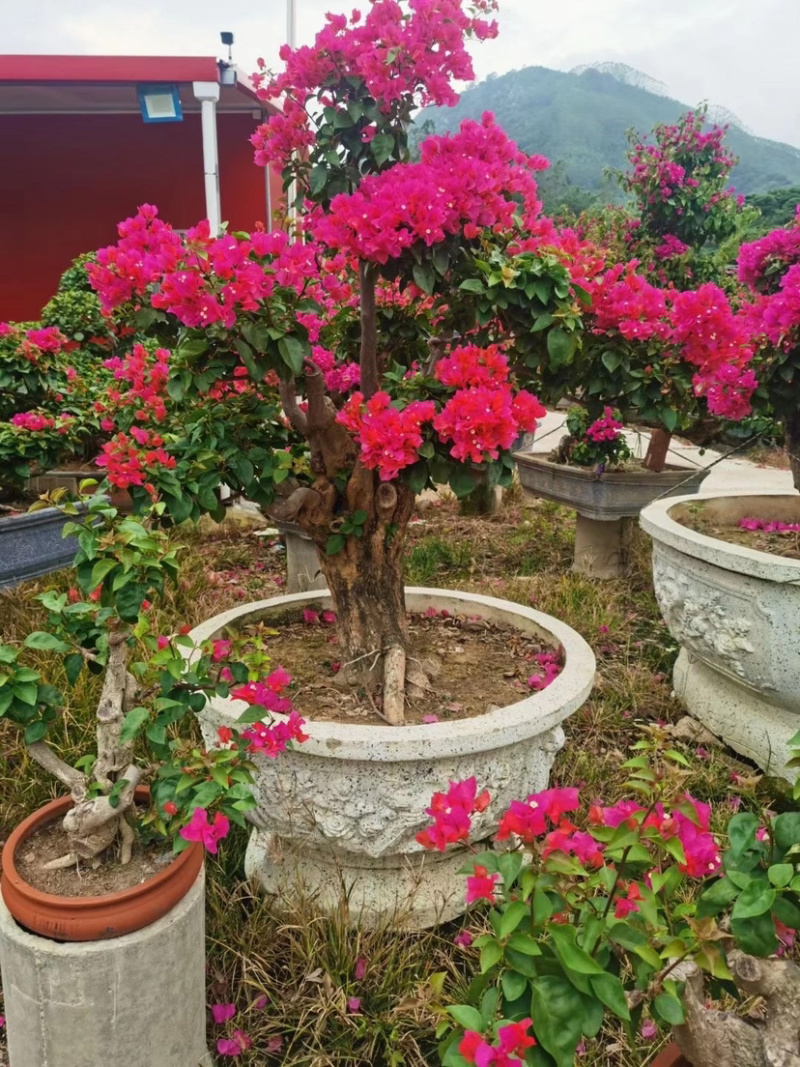 精品造型三角梅多色三角梅三角梅盆景红花三角梅基地