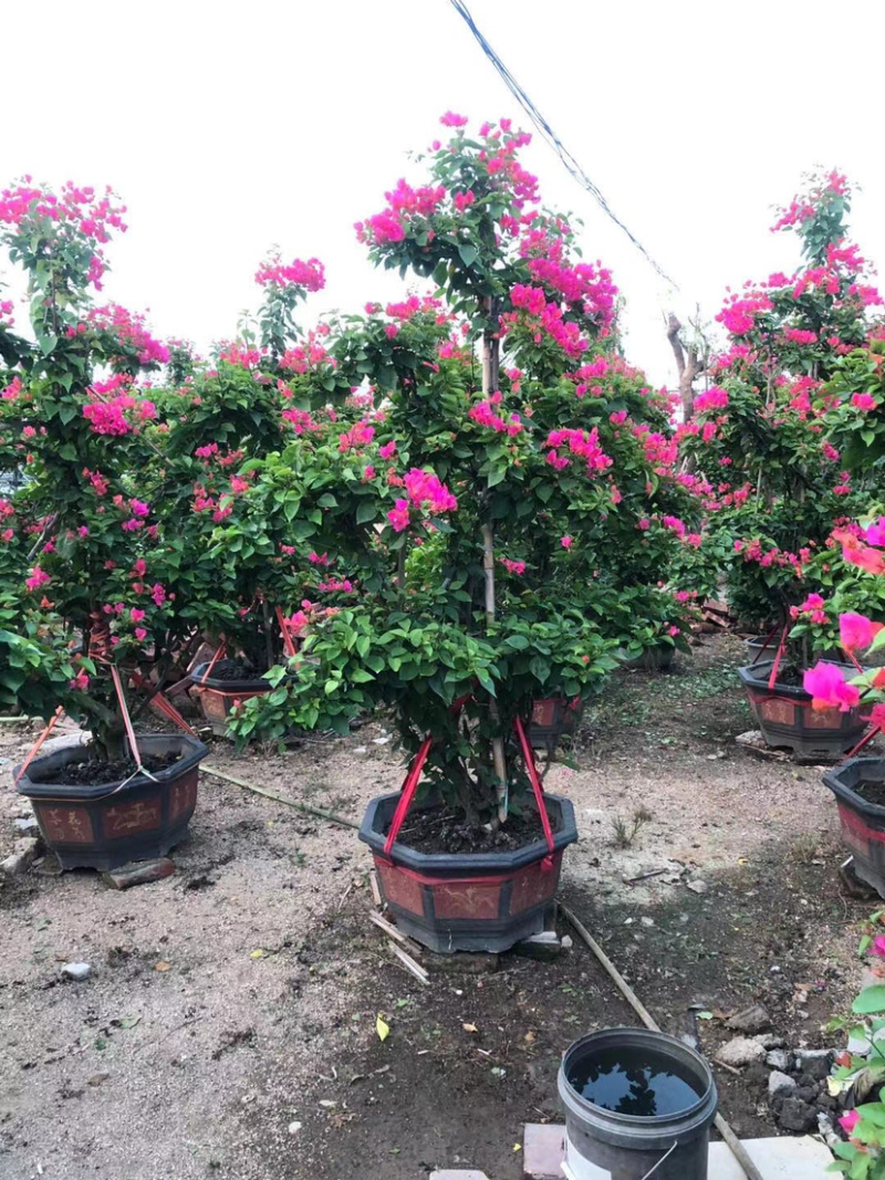 精品造型三角梅多色三角梅三角梅盆景红花三角梅基地