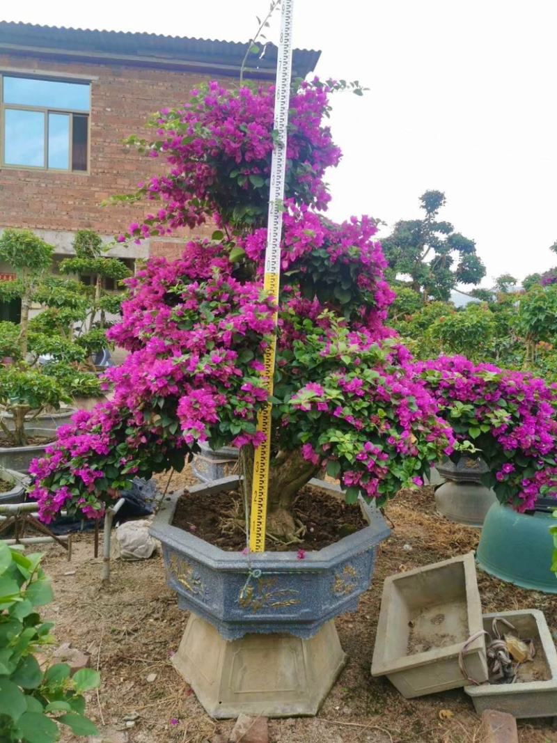 精品造型三角梅多色三角梅三角梅盆景红花三角梅基地
