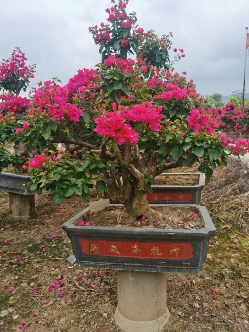 精品造型三角梅多色三角梅三角梅盆景红花三角梅基地