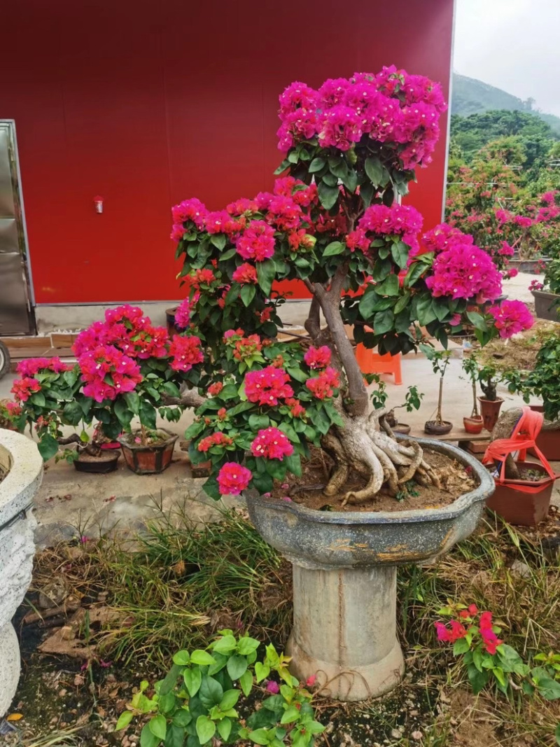 精品造型三角梅多色三角梅三角梅盆景红花三角梅基地