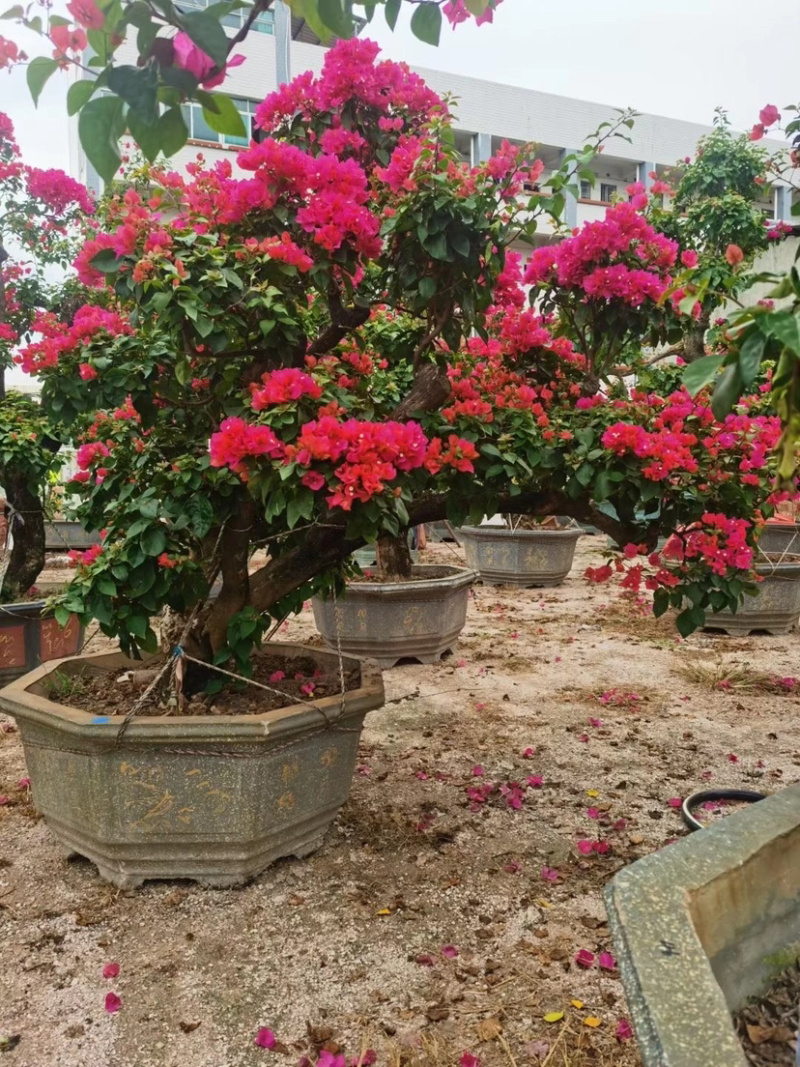 精品造型三角梅多色三角梅三角梅盆景红花三角梅基地
