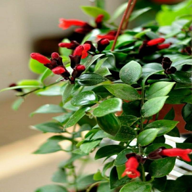 口红吊兰垂吊植物室内客厅盆栽花卉绿植四季开花净化空气吸甲