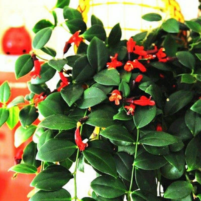 口红吊兰垂吊植物室内客厅盆栽花卉绿植四季开花净化空气吸甲