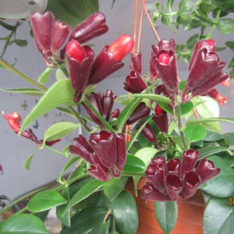 口红吊兰垂吊植物室内客厅盆栽花卉绿植四季开花净化空气吸甲