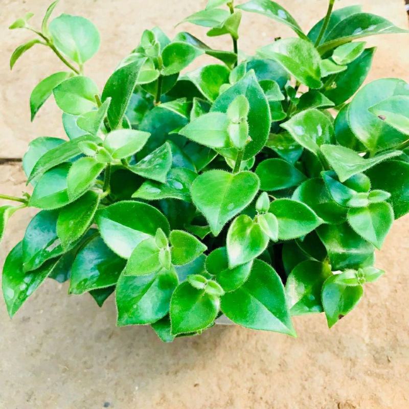 口红吊兰垂吊植物室内客厅盆栽花卉绿植四季开花净化空气吸甲