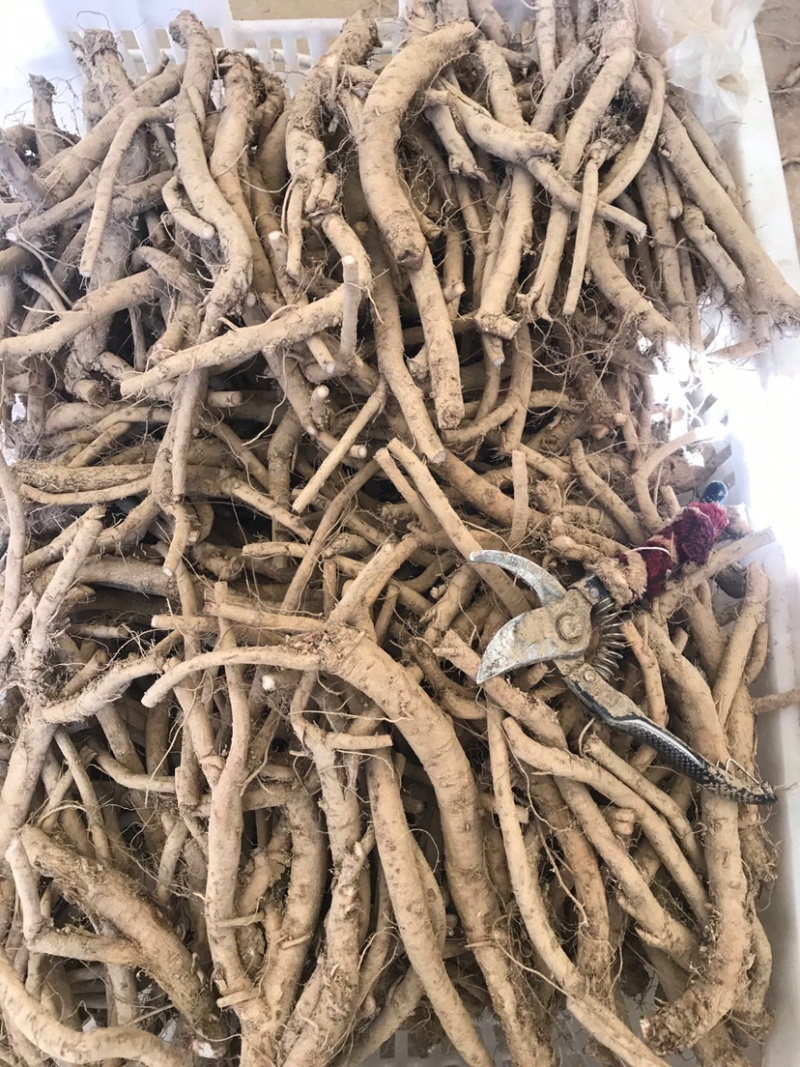 川牛膝，大量供应干货，精品，统货…………