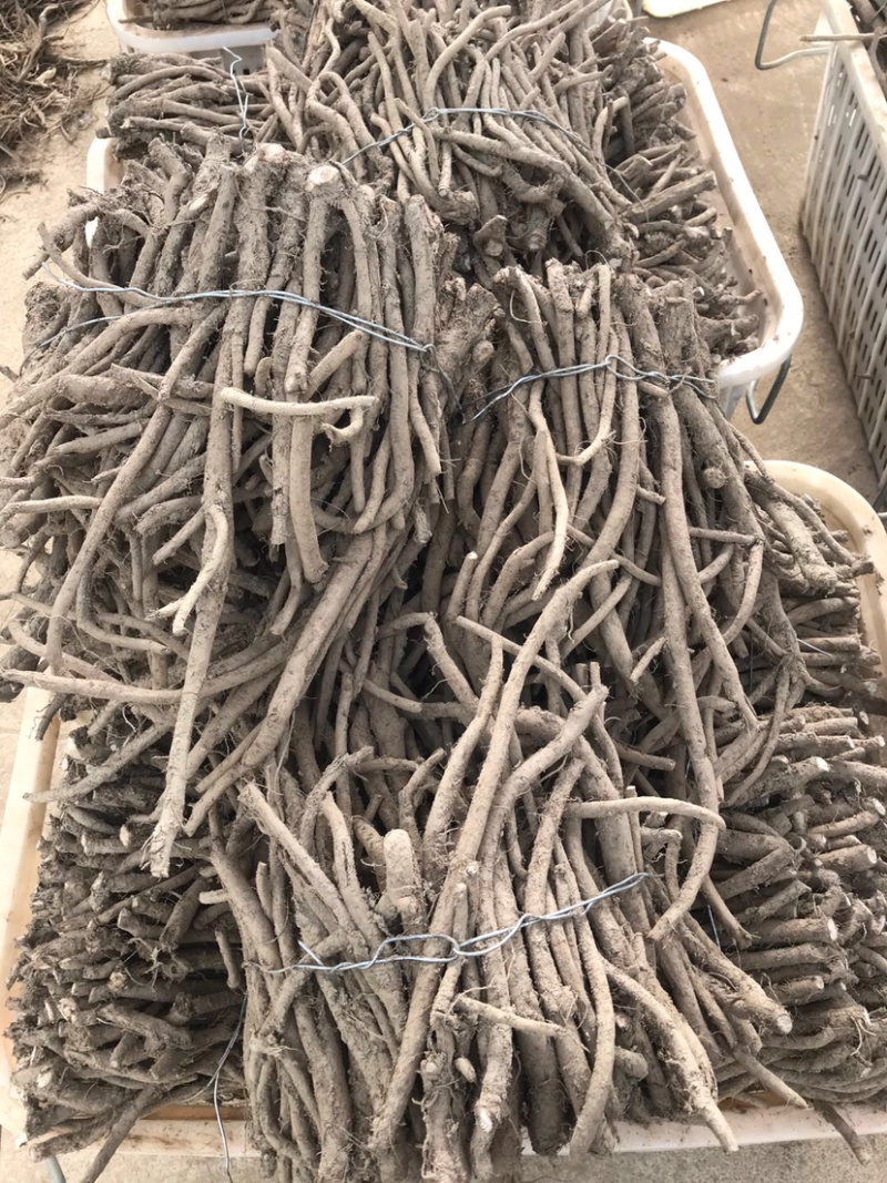 川牛膝，大量供应干货，精品，统货…………