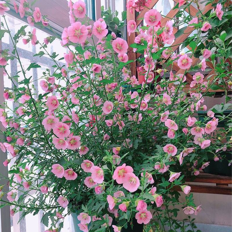 小木槿花苗盆栽阳台庭院植物芙蓉花苗多年生木本玲珑木槿