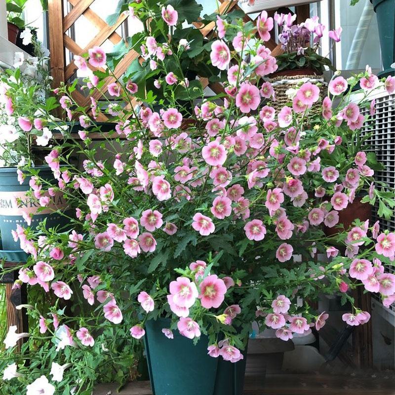 小木槿花苗盆栽阳台庭院植物芙蓉花苗多年生木本玲珑木槿