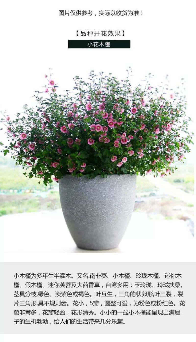 小木槿花苗盆栽阳台庭院植物芙蓉花苗多年生木本玲珑木槿