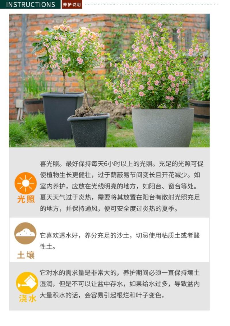小木槿花苗盆栽阳台庭院植物芙蓉花苗多年生木本玲珑木槿