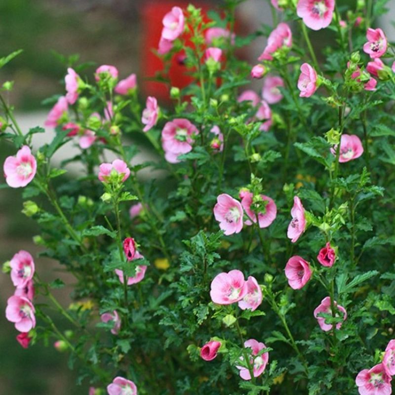 小木槿花苗盆栽阳台庭院植物芙蓉花苗多年生木本玲珑木槿