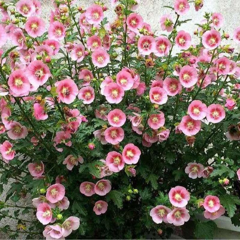 小木槿花苗盆栽阳台庭院植物芙蓉花苗多年生木本玲珑木槿