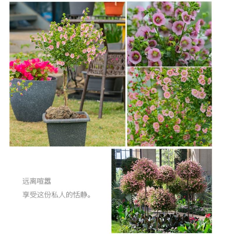 小木槿花苗盆栽阳台庭院植物芙蓉花苗多年生木本玲珑木槿