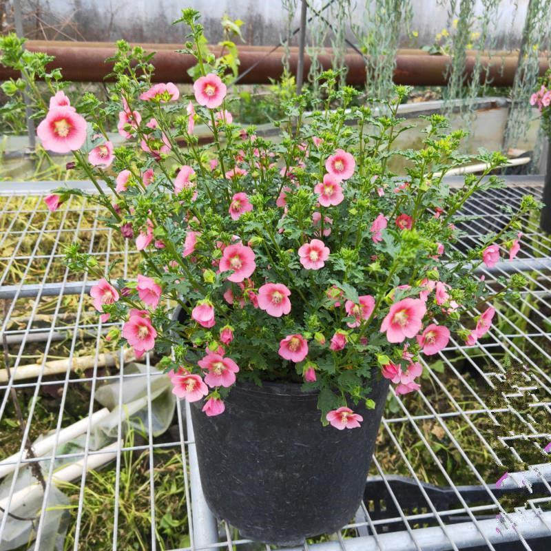 小木槿花苗盆栽阳台庭院植物芙蓉花苗多年生木本玲珑木槿