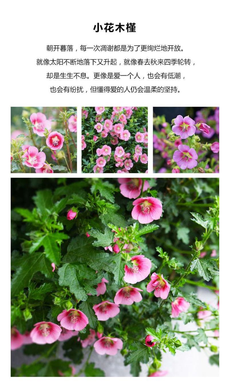 小木槿花苗盆栽阳台庭院植物芙蓉花苗多年生木本玲珑木槿
