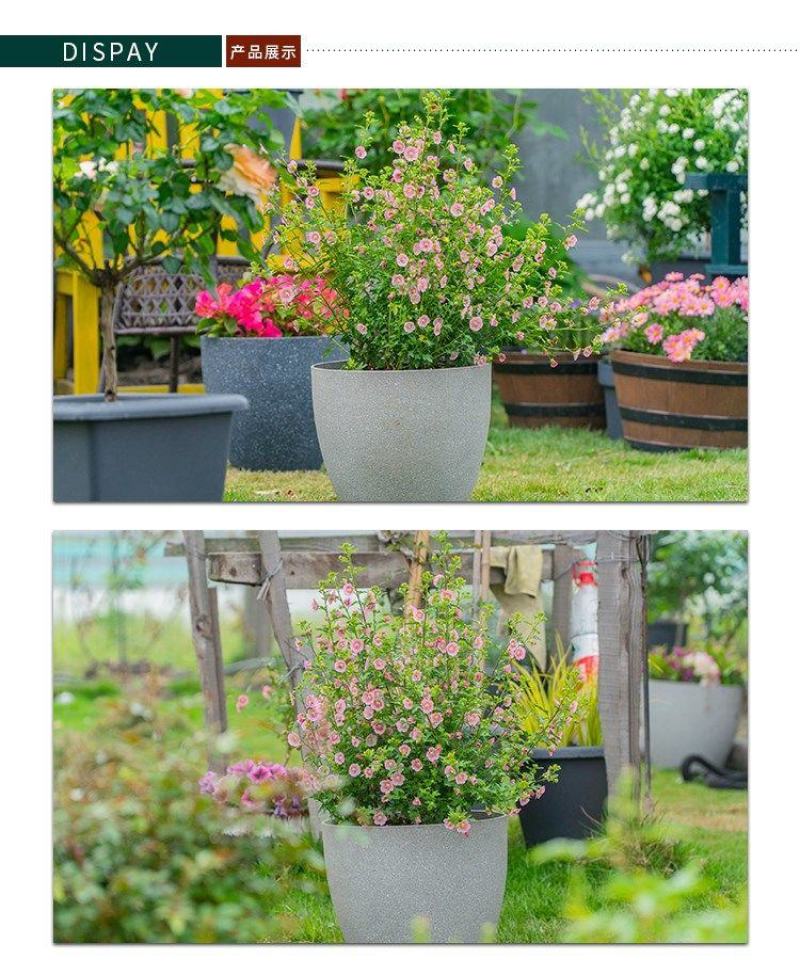 小木槿花苗盆栽阳台庭院植物芙蓉花苗多年生木本玲珑木槿