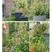 小木槿花苗盆栽阳台庭院植物芙蓉花苗多年生木本玲珑木槿