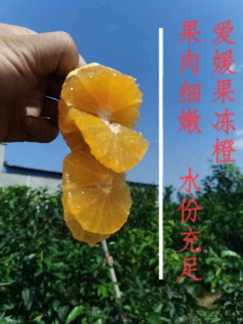 爱媛果冻橙9月上市，四川眉山量大品质高，一手货源产地直发