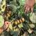 红色九月软枣猕猴桃苗，南北方都适合种植，适应比较强。