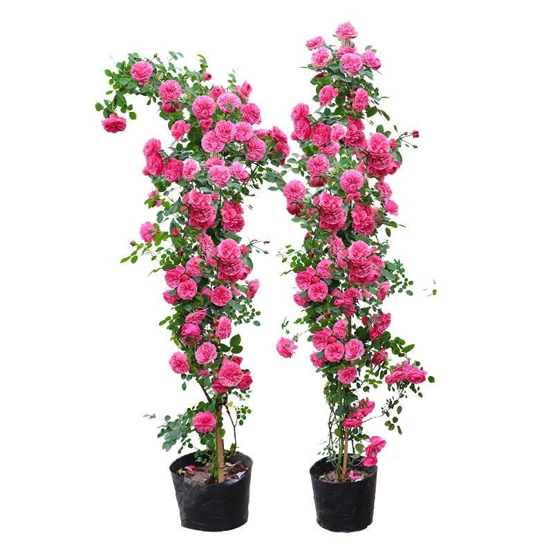 藤本月季爬藤月季2米高花苗植物花卉多季开花盆栽耐寒耐热