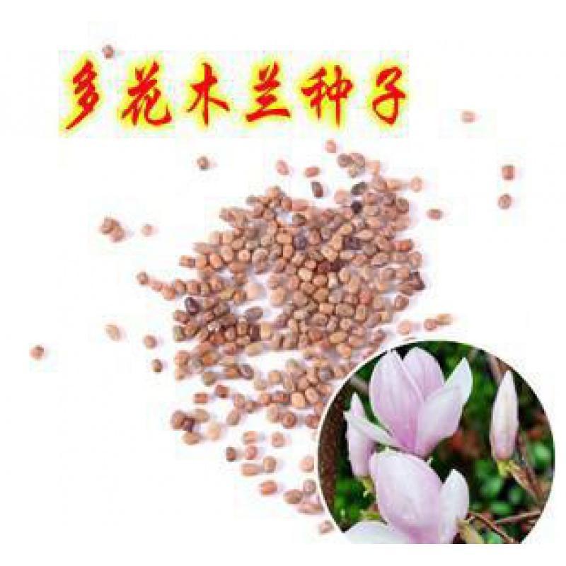 多花木兰种子固土护坡灌木种籽优质牧草饲料草籽牛羊兔鱼饲用