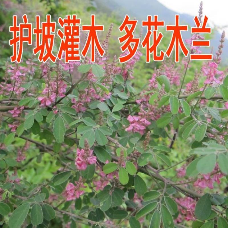 多花木兰种子固土护坡灌木种籽优质牧草饲料草籽牛羊兔鱼饲用