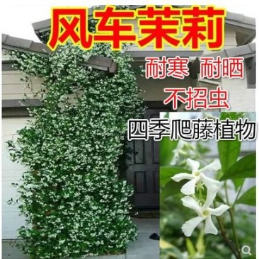 茉莉茉莉花银丝茉莉茉莉花苗风车茉莉爬藤植物