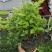 横县重瓣茉莉花苗白茉莉盆栽盆景四季绿植花卉老桩树桩根植物