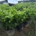 横县重瓣茉莉花苗白茉莉盆栽盆景四季绿植花卉老桩树桩根植物